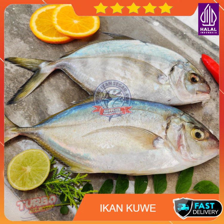 

Ikan Kuwe / Ikan Kue 1Kg Fresh & Frozen