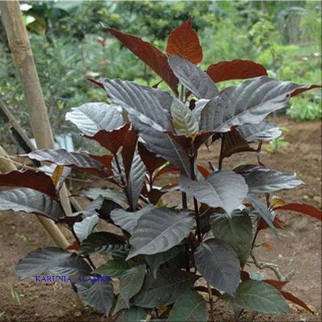 

DAUN HANDELEM/daun kopi hitam 250 gram