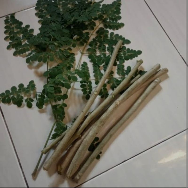 Bibit Kelor - Batang Pohon Kelor - Siap Tanam