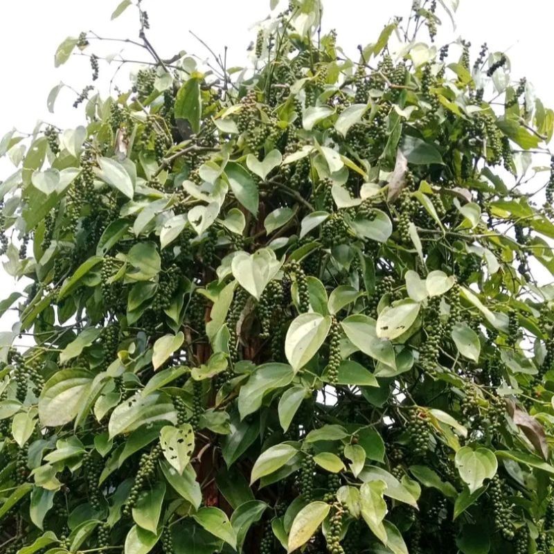 COD Bibit stek merica mrica lada, perdu & rambat YL