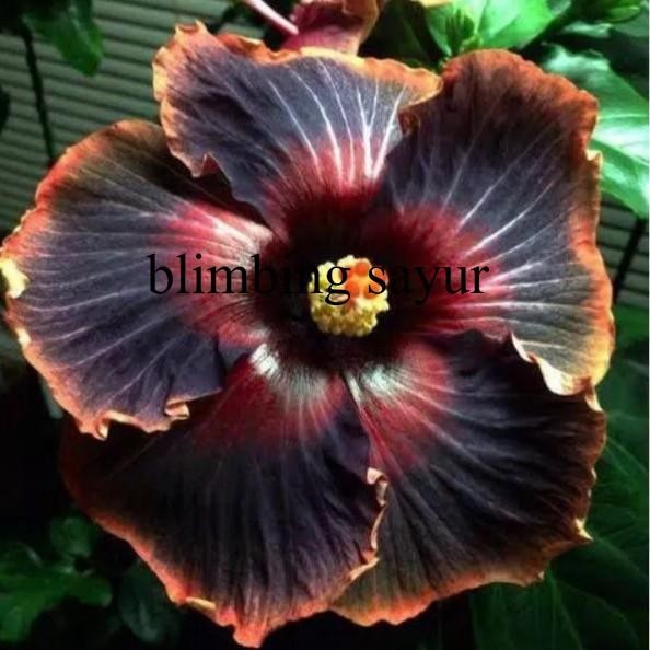 Tanaman Hias Bunga Sepatu Black Cardinal/Pohon Kembang sepatu Hibiscus