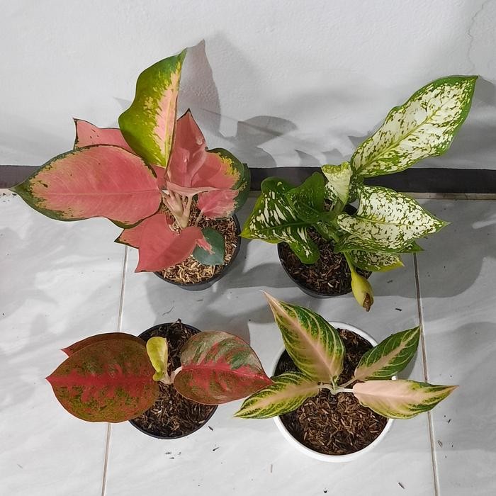 Paket Aglonema Red Majesty, Dut White, Red Stardust dan Pink Sunset