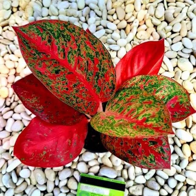 Aglonema Red stardust - Aglonema res stardust