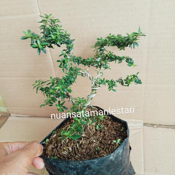 bonsai seribu bintang mickro / Bonsai mini seribu bintang / bonsai