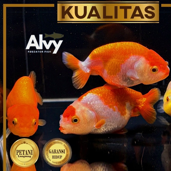 Baby Ranchu rw 6-7 cm Ikan Hias Mas Koki Hiasan Aquarium Tanaman Air Aquascape