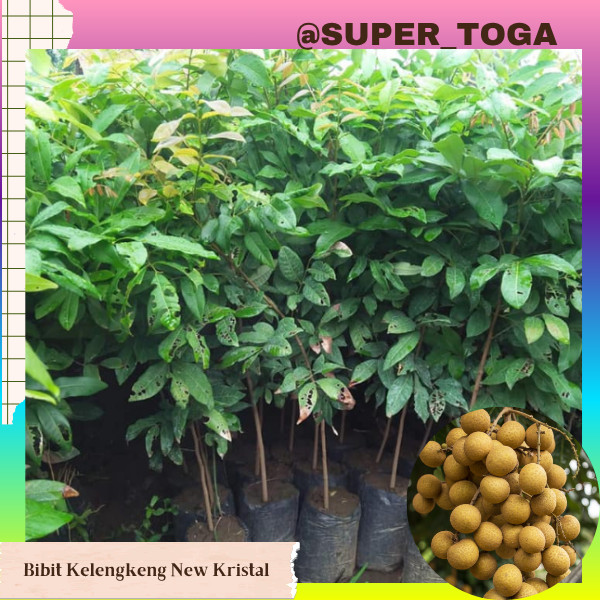 bibit kelengkeng kristal unggul cepat berbuah atau bibit kelengkeng new crystal bibit kelengkeng new