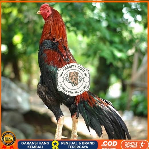 

Telur ayam bangkok pakhoy petarung aduan fertil siap ditetaskan UD GHANIYY BIBIT ID