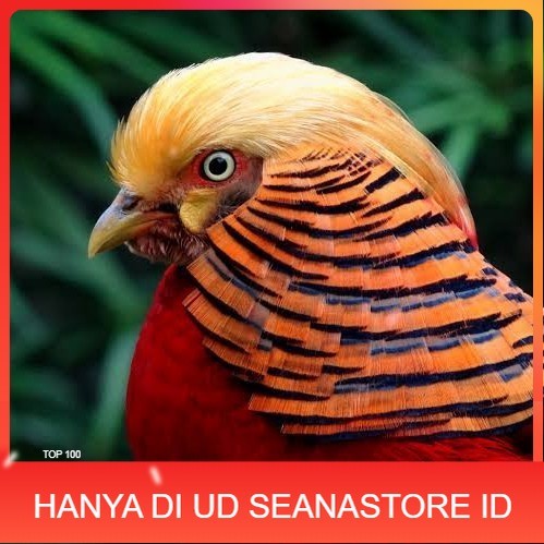 

Telur ayam ringneck golden pheasant telur ayam hias fertil siap tetas UD SEANASTORE ID