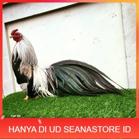 

Telur ayam hias ga tre than chau fertil siap ditetaskan Langsung UD SEANASTORE ID