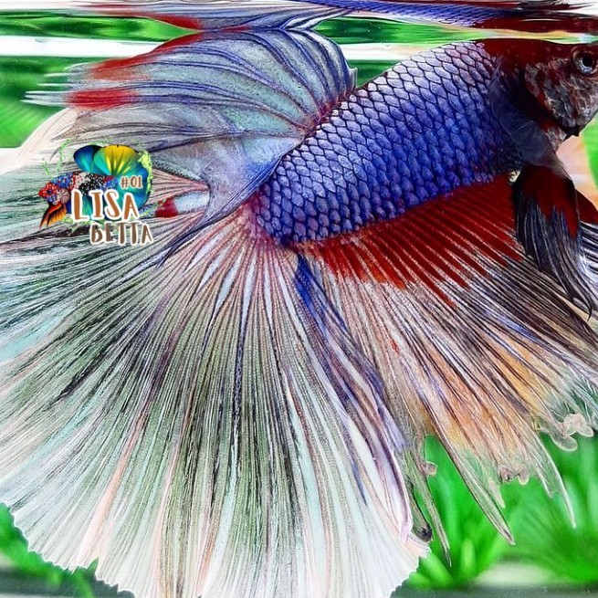 Hiasan soliter ikan cupang halfmoon jantan jumbo xl dan m - XL kebutuhan aquarium