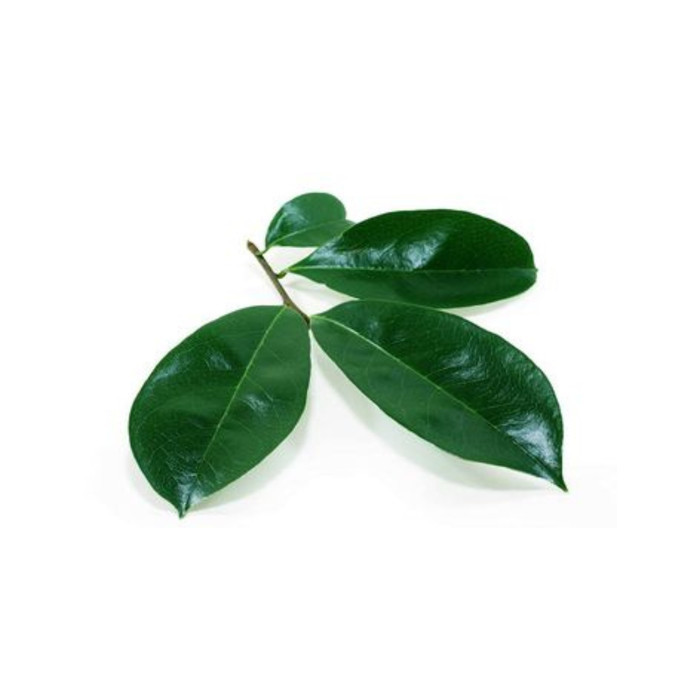 

Extra Herbal Daun Sirsak Tua Segar Organik Petik Kirim