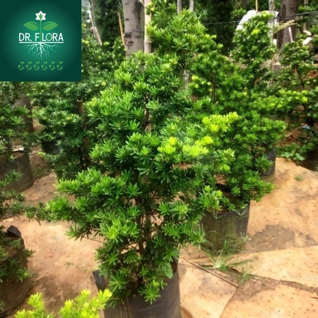 tanaman lohansung cincuan ori tinggi 1 meter