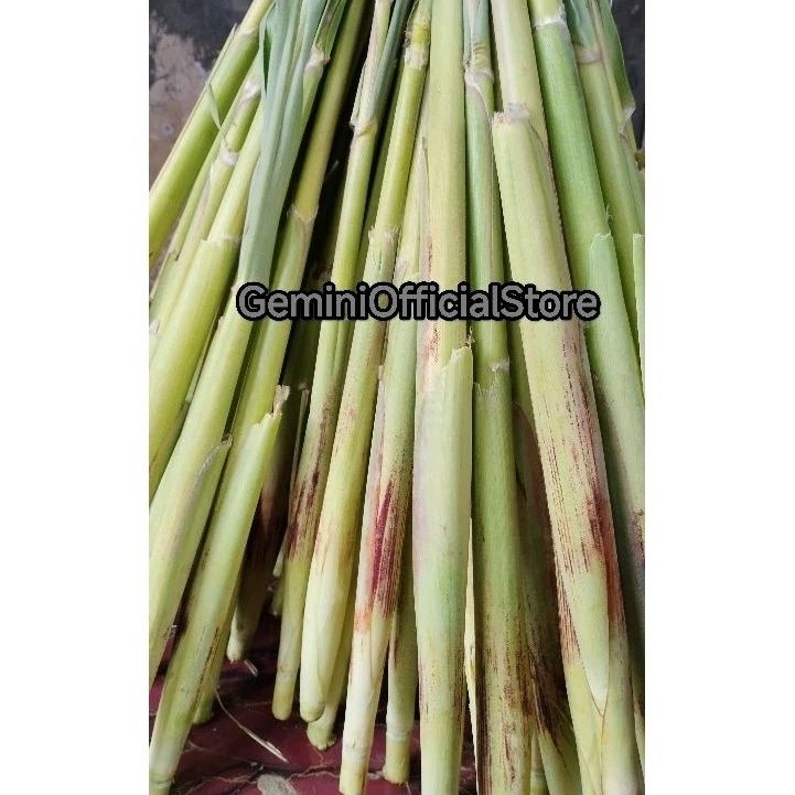 

Terubuk Trubuk Turubuk Endog Tiwu Trubuk Alam Herbal 28