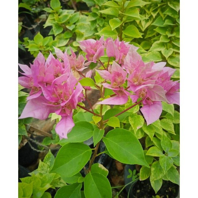 Bougenville Bunga Tumpuk Pink / Hawai Pink COD
