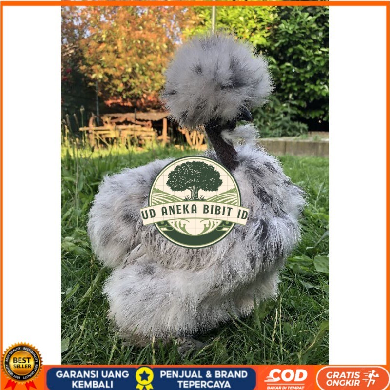 

TELUR AYAM HIAS SHOWGIRL SILKY / KAPAS SILKY LEGUN UNTUK DI TETASKAN UD ANEKA BIBIT ID