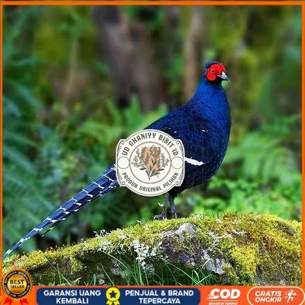 

Telur ayam hias ringneck mikado pheasant fertil untuk ditetaskan Langsung UD GHANIYY BIBIT ID