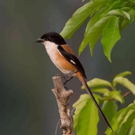 laris -burung pentet blangkon ori madura full kepala hitam bahan istimewa