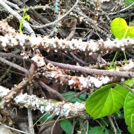 

Extra Herbal Brotowali Antawali Jamu Pahitan Herbal Organik Fungsi Antioksidan