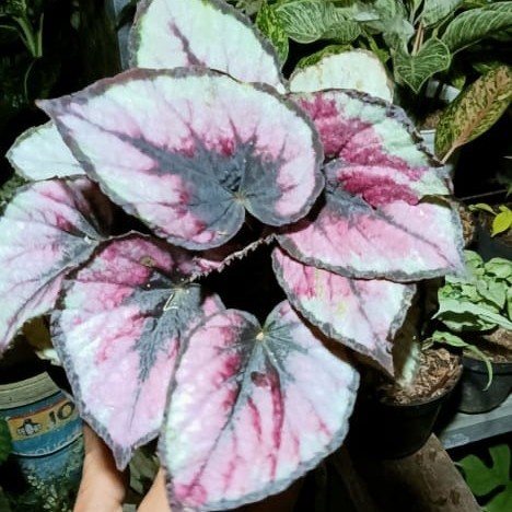 Tanaman Hias Begonia Rex Tanaman Hidup Begonia Rex
