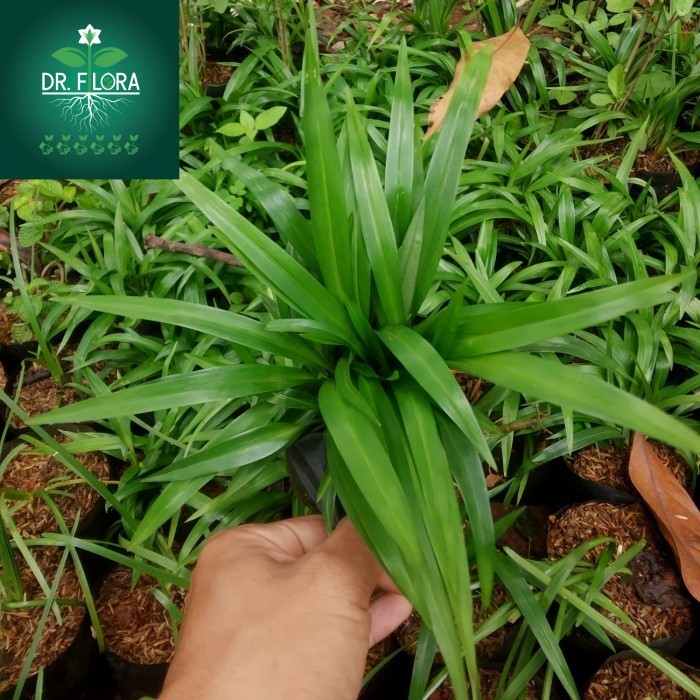 tanaman hias lili paris hijau - lili paris daun hijau