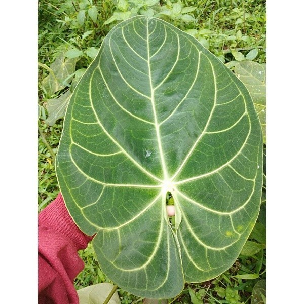 Tanaman Hias Kuping Gajah Jumbo daun lebar serat timbul jenis jumbo AM YL