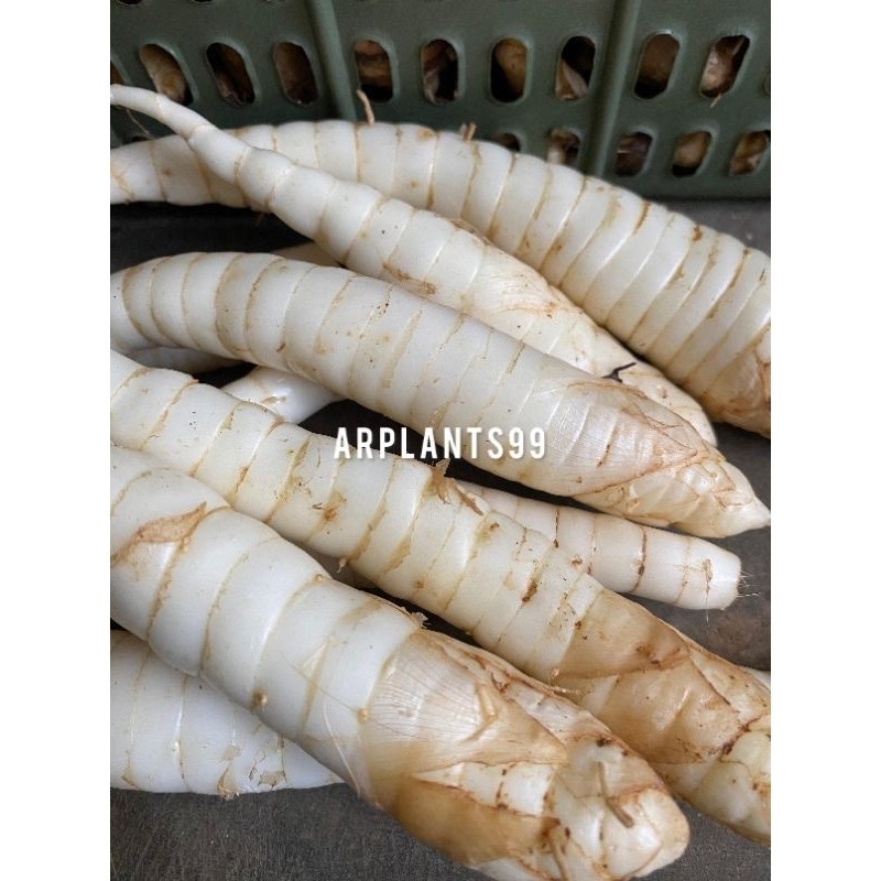 

Umbi Garut Segar 1KG Kaya Energi Dan Serat