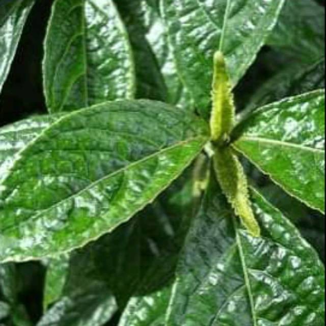 

Daun pecah beling keji beling segar/200 gram