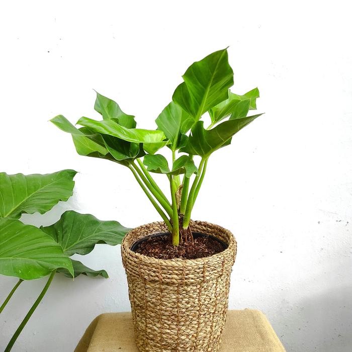 Philodendron Marble / Philo Marble