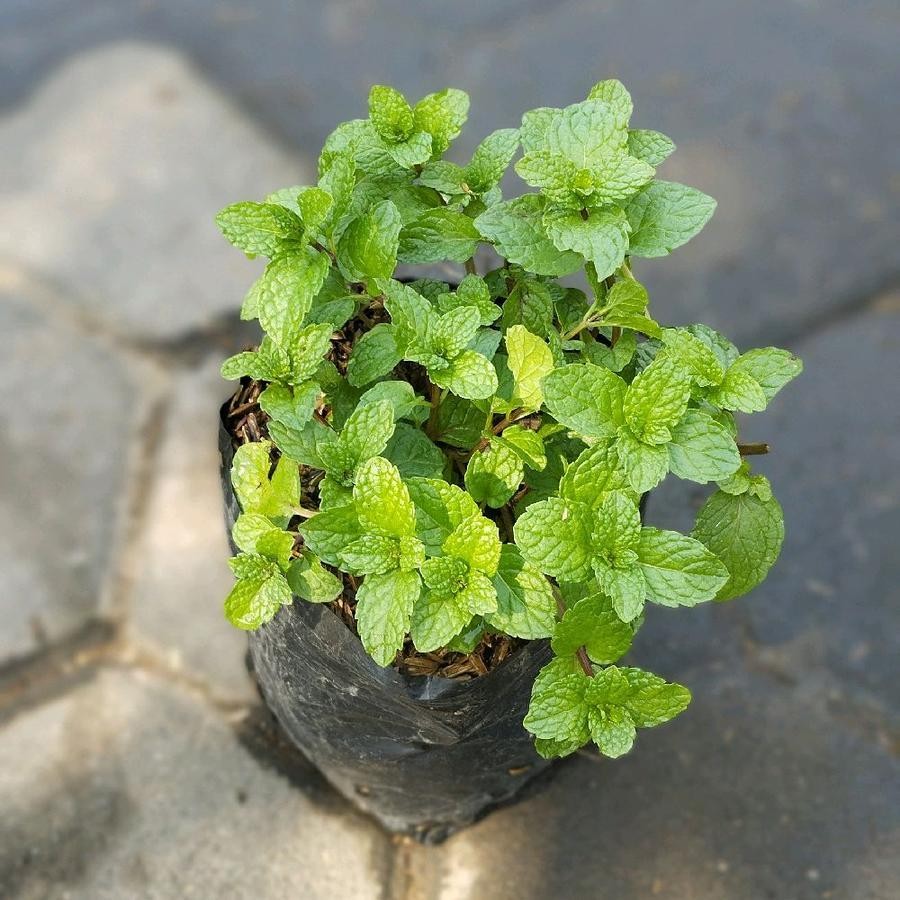 bibit tanaman mint/tanaman mint/tanaman herbal