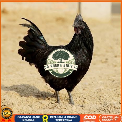 

Telur ayam cemani / telur ayam hias / telur fertil siap kirim UD ANEKA BIBIT ID