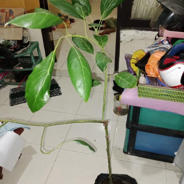 Bibit alpukat hass 1 meter