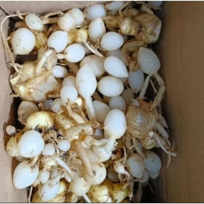 

Kunyit Putih Segar 1kg GOMBYOK COD