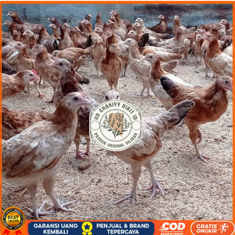 

TELUR FERTIL AYAM ELBA PETELUR HANDAL INDUKAN TERSELEKSI UNTUK DITETASKAN UD GHANIYY BIBIT ID