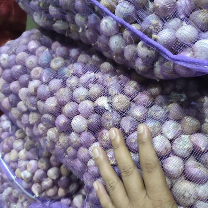 

bawang putih tunggal 1 kg