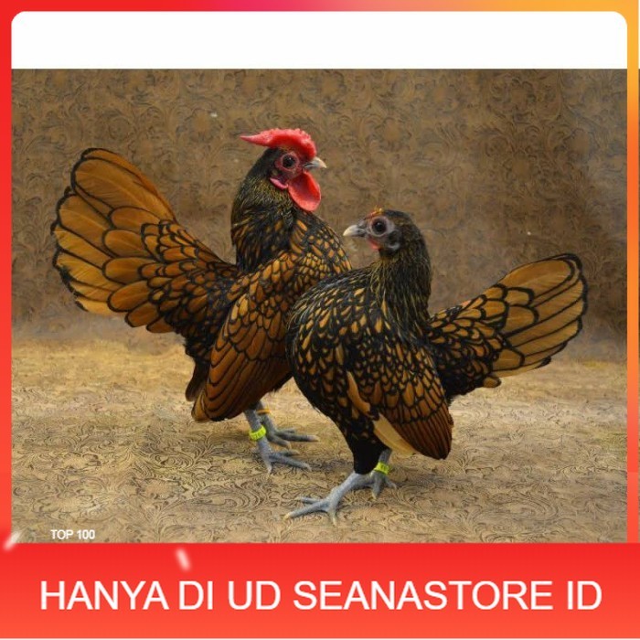 

Telur ayam serama kate batik kanada telur ayam hias fertil siap kirim UD SEANASTORE ID