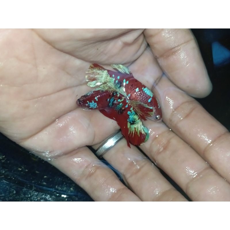 TERBAIKKK sepasang cupang red koi/koi galaxy/?multicollor 3-4bulan dewasa TERLARIS