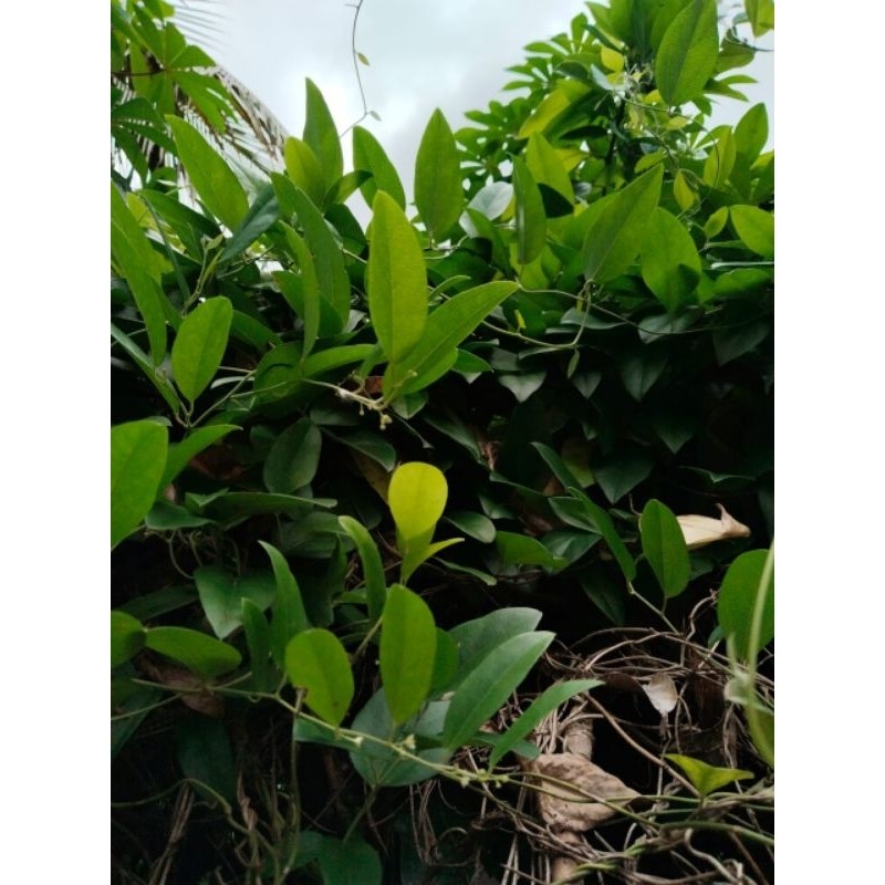 

jual daun cincau rambat 200 gram tanpa bulu