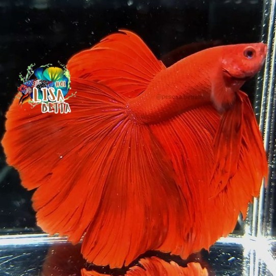 Hiasan soliter ikan cupang halfmoon super red jantan jumbo - L kebutuhan aquarium