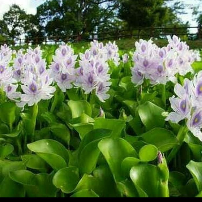 

Extra Herbal Eceng Gondok Enceng tanaman air aquascape aquarium/akuarium