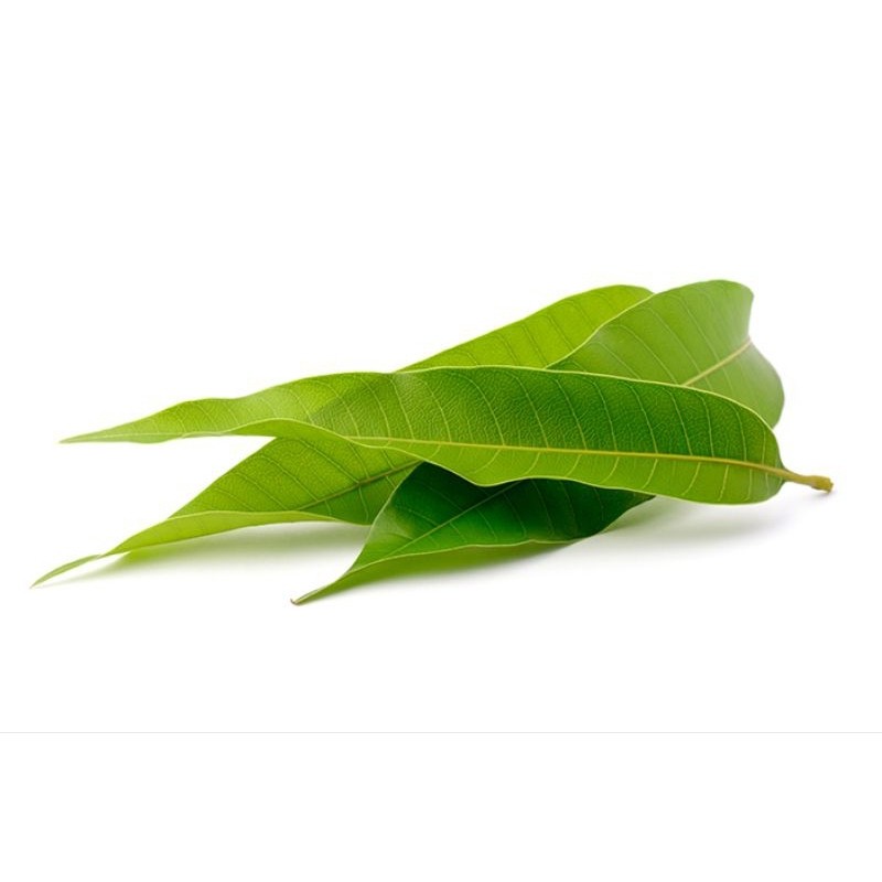 

DAUN MANGGA SEGAR 250 LEMBAR