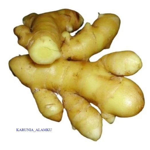 

Temu mangga - segar 1kg - kunyit mangga Asli