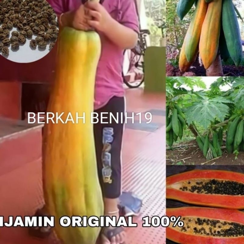 ORDER 100+ BENIH PEPAYA RAKSASA KINGSLAND JUMBO BIBIT UNGGULAN