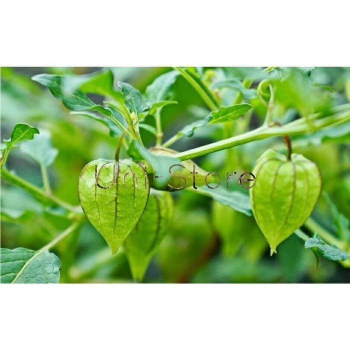

Ciplukan Segar/ Cecenet Akar Batang Daun COD