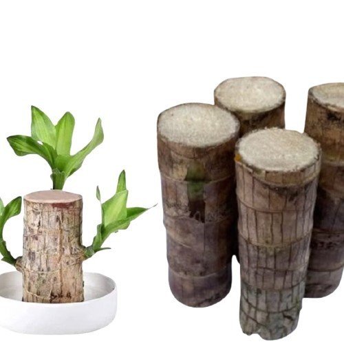 

Diskon BRAZIL WOOD bahan bonsai hanjuang hijau kayu keberuntungan Tanaman Hias Indor