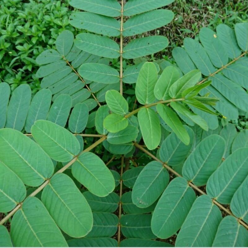 

Daun kimanila/ketapang 100grm AF