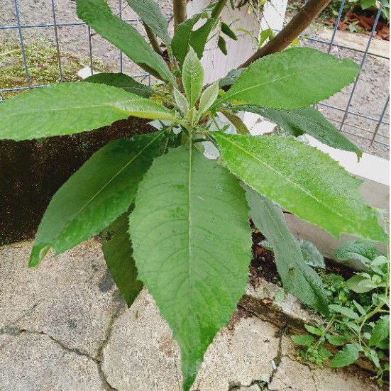 

Daun sembung Segar 200 Gram Presh AF