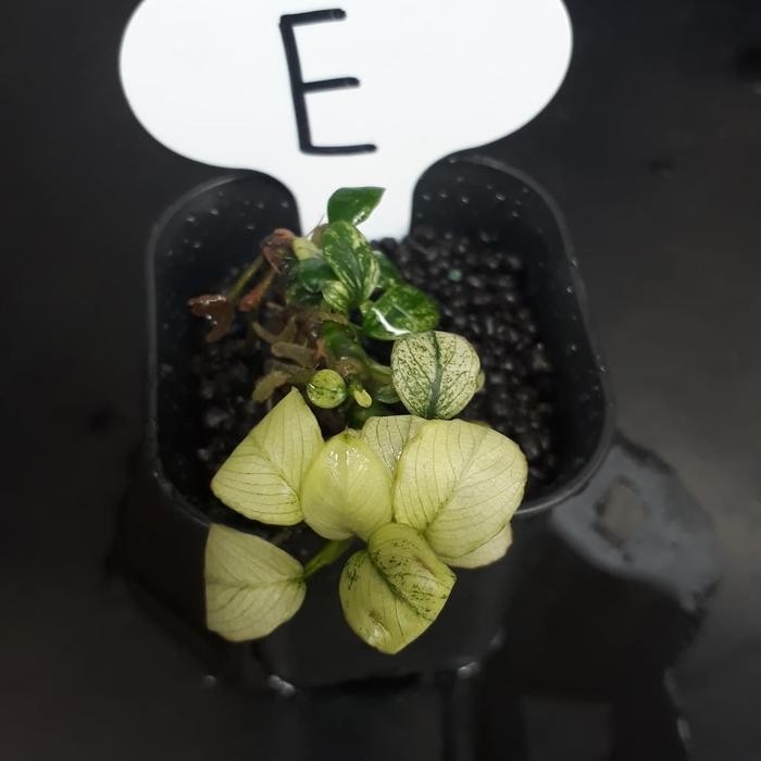 Anubias Nana Petite sp. White
