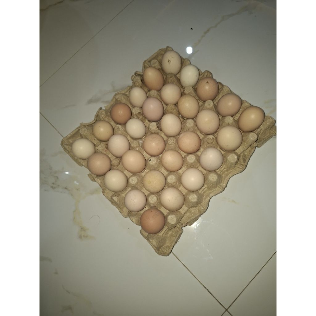 

NEW 30 butir Telur Ayam Kampung Asli 1 papan PREMIUM