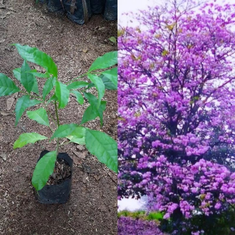 Tanaman Hias Tabebuya Bunga Ungu/Bibit tabebuya Ungu