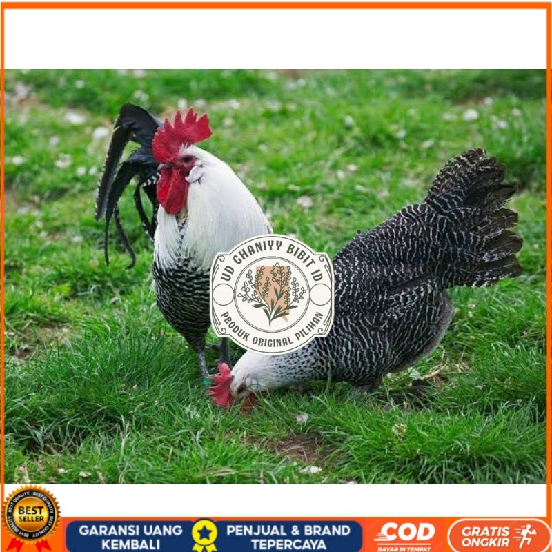 

TELUR AYAM ARAB PETELUR SUPER UNTUK DI TETASKAN UD GHANIYY BIBIT ID